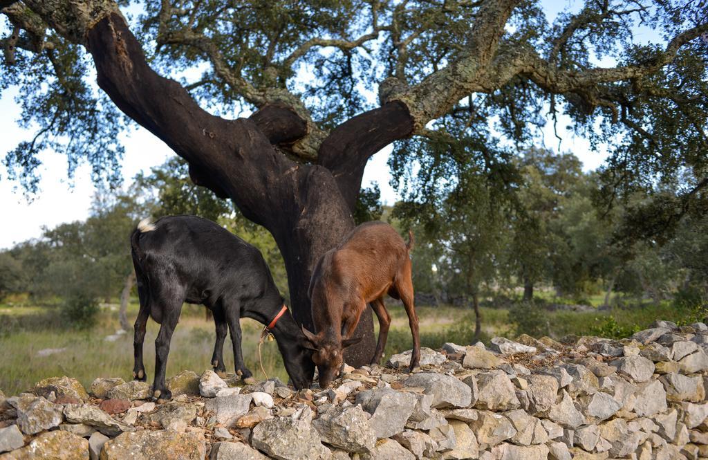 Quinta Dos Tesouros * São Brás de Alportel